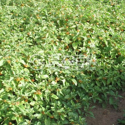 柑橘黄叶症状示例2