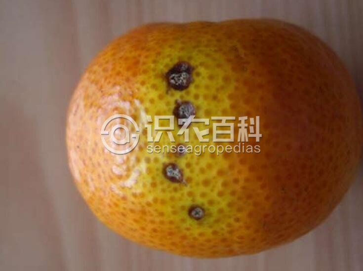 柑橘黄叶症状示例2