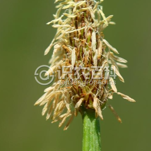 柑橘黄叶症状示例2