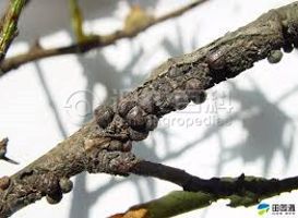 柑橘黄叶症状示例0