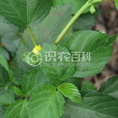 柑橘黄叶症状示例2
