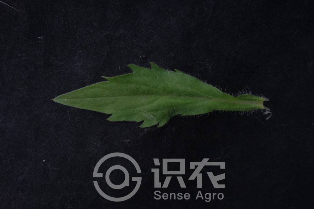 柑橘黄叶症状示例6