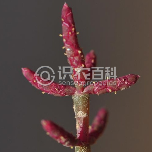 柑橘黄叶症状示例4