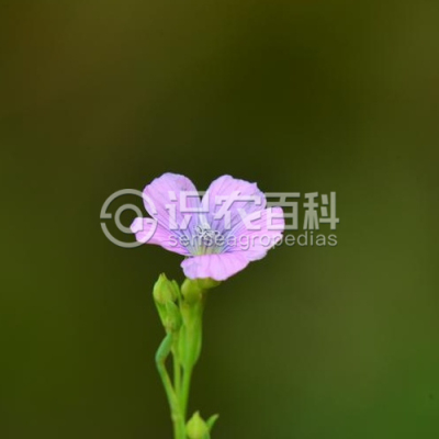 Ұ