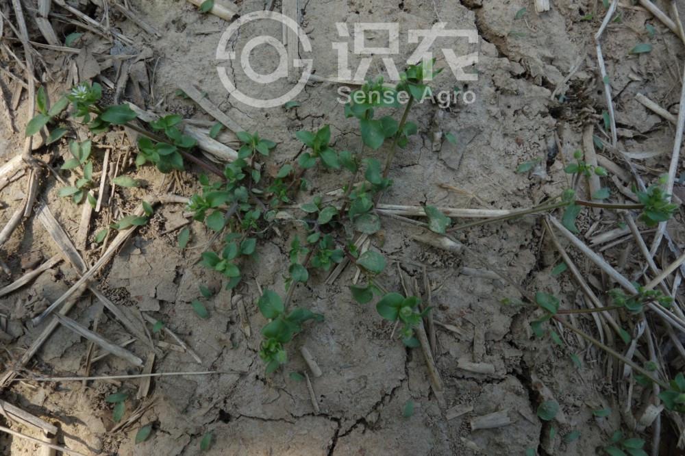 柑橘黄叶症状示例1