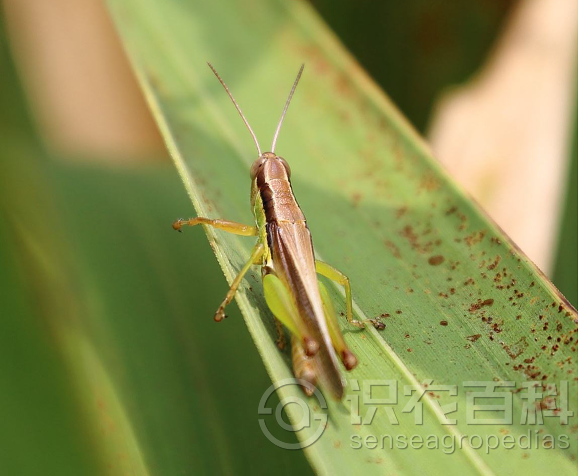 柑橘黄叶症状示例3