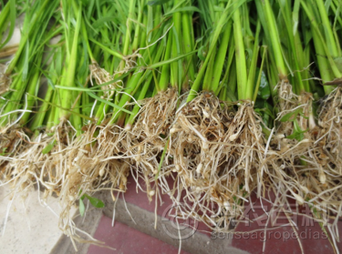 柑橘黄叶症状示例3