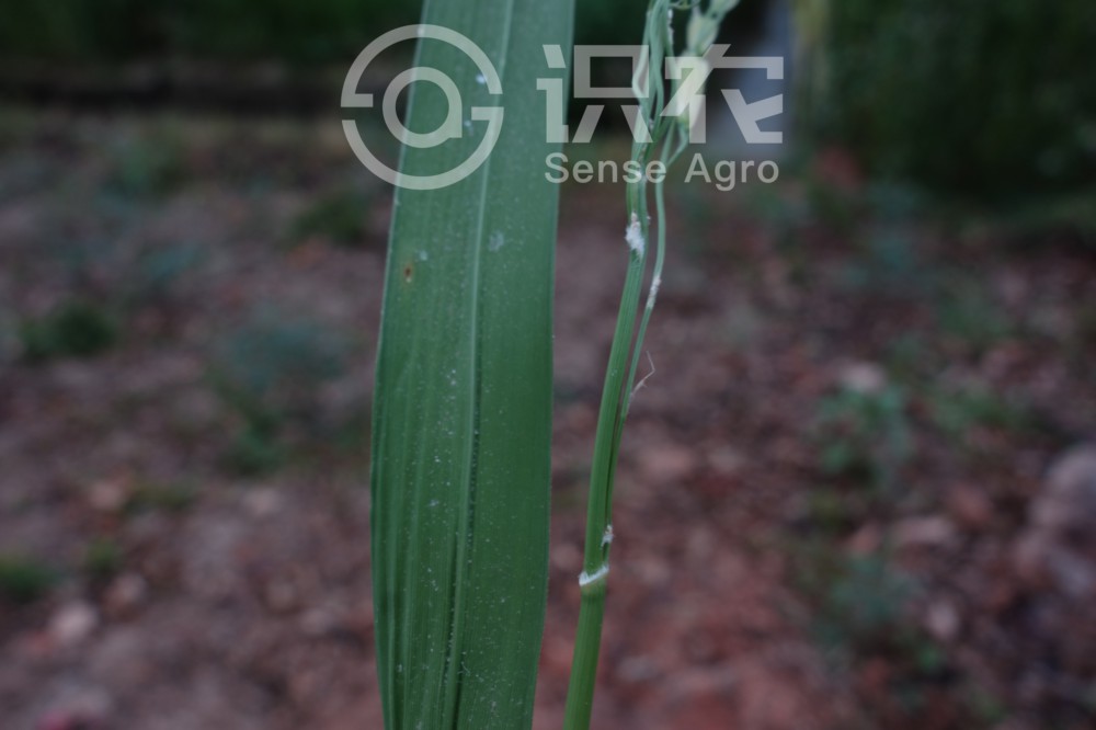 柑橘黄叶症状示例4