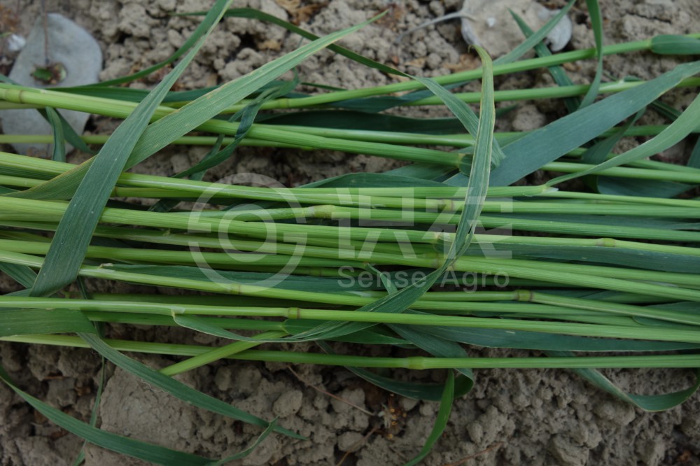 柑橘黄叶症状示例5