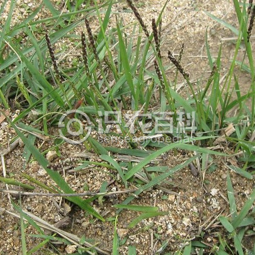 柑橘黄叶症状示例2