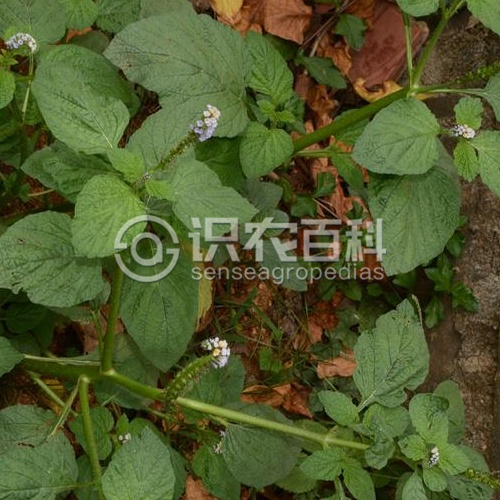 柑橘黄叶症状示例2