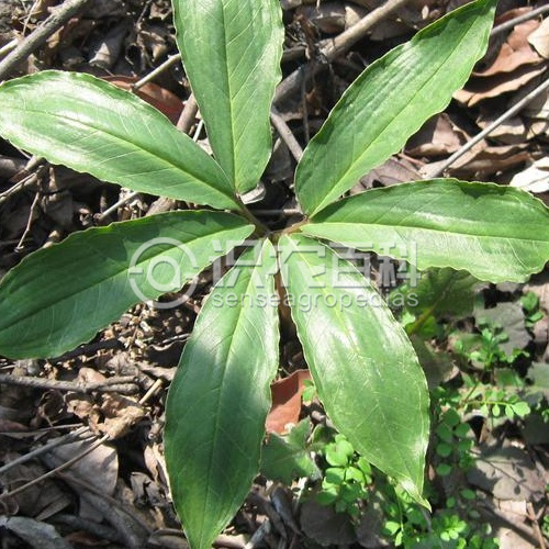 柑橘黄叶症状示例2