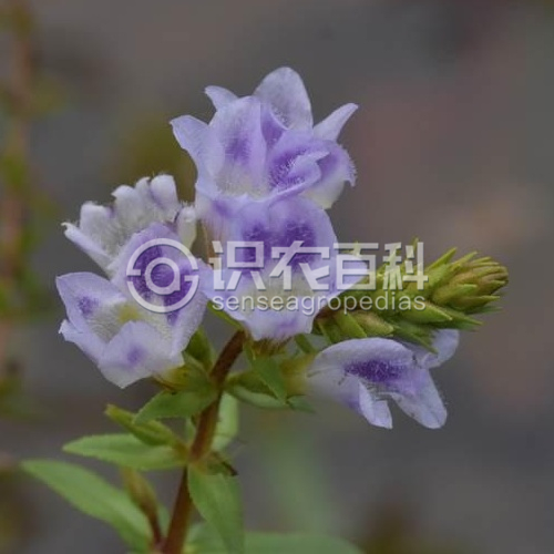 柑橘黄叶症状示例1