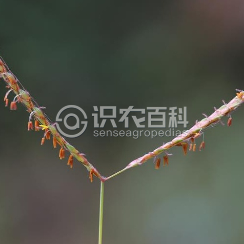 柑橘黄叶症状示例1