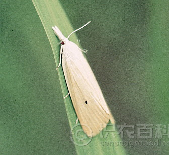 柑橘黄叶症状示例4
