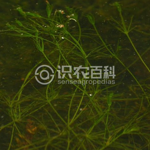柑橘黄叶症状示例1