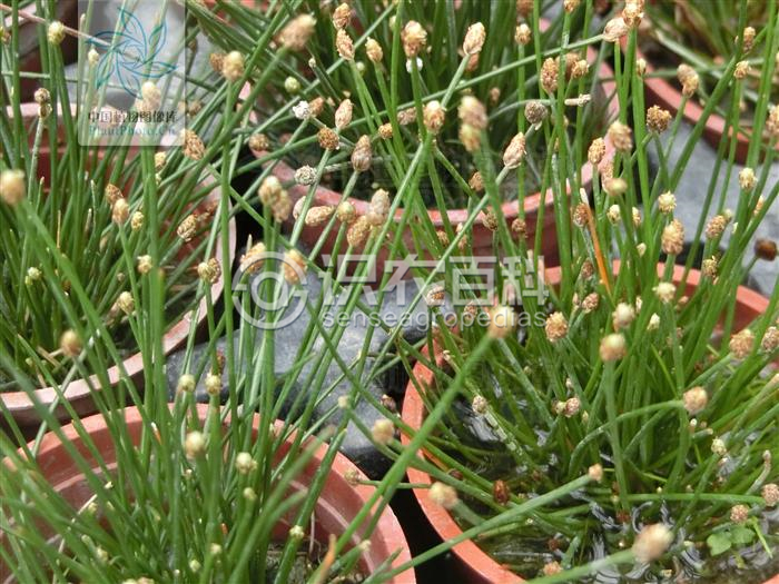 柑橘黄叶症状示例2