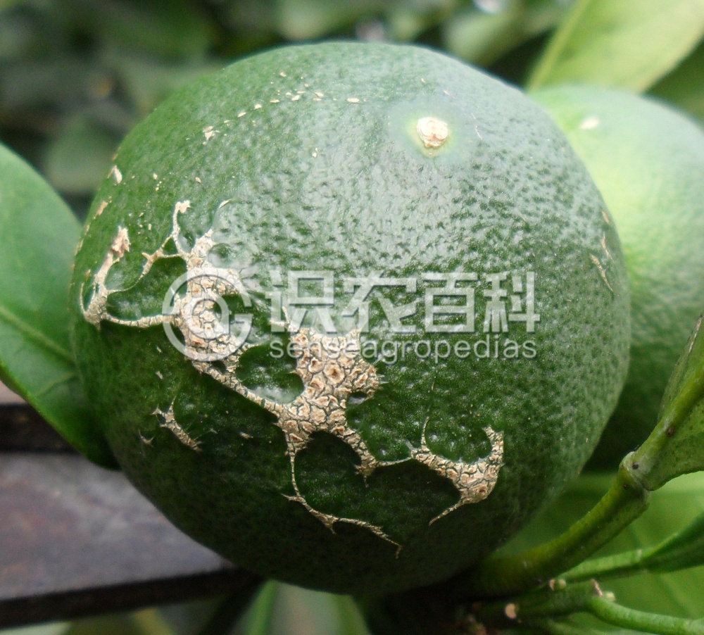 柑橘黄叶症状示例3