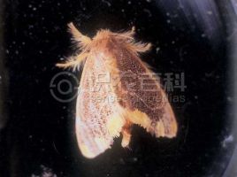 柑橘黄叶症状示例0