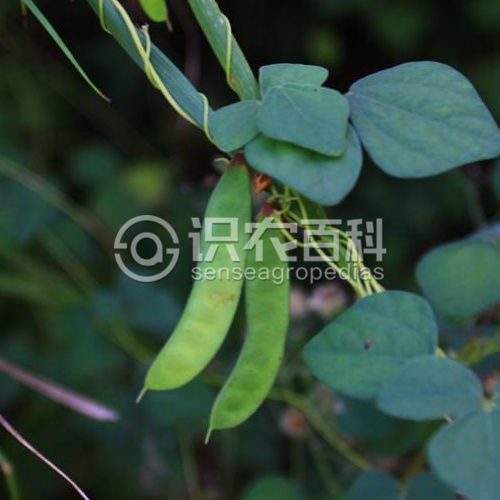 柑橘黄叶症状示例3