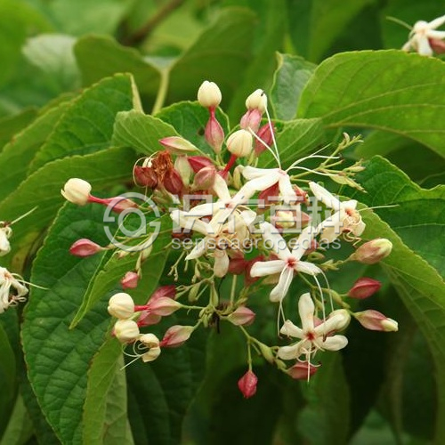 柑橘黄叶症状示例3