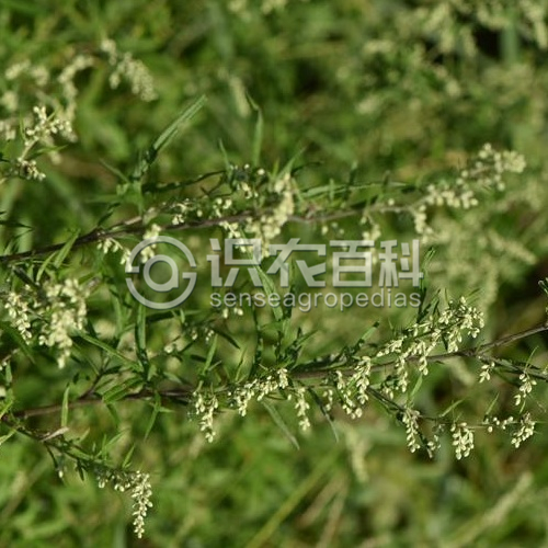 柑橘黄叶症状示例2