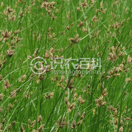 柑橘黄叶症状示例1