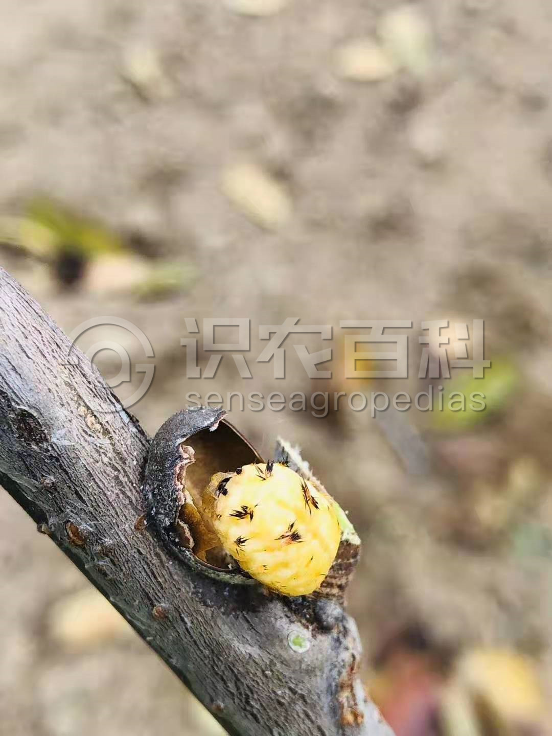 柑橘黄叶症状示例0
