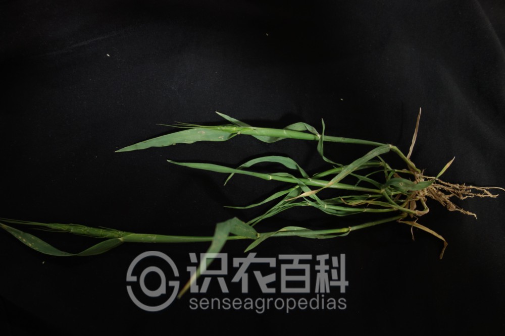 柑橘黄叶症状示例3