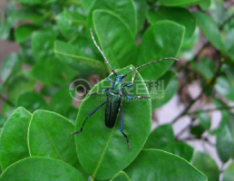 柑橘黄叶症状示例0