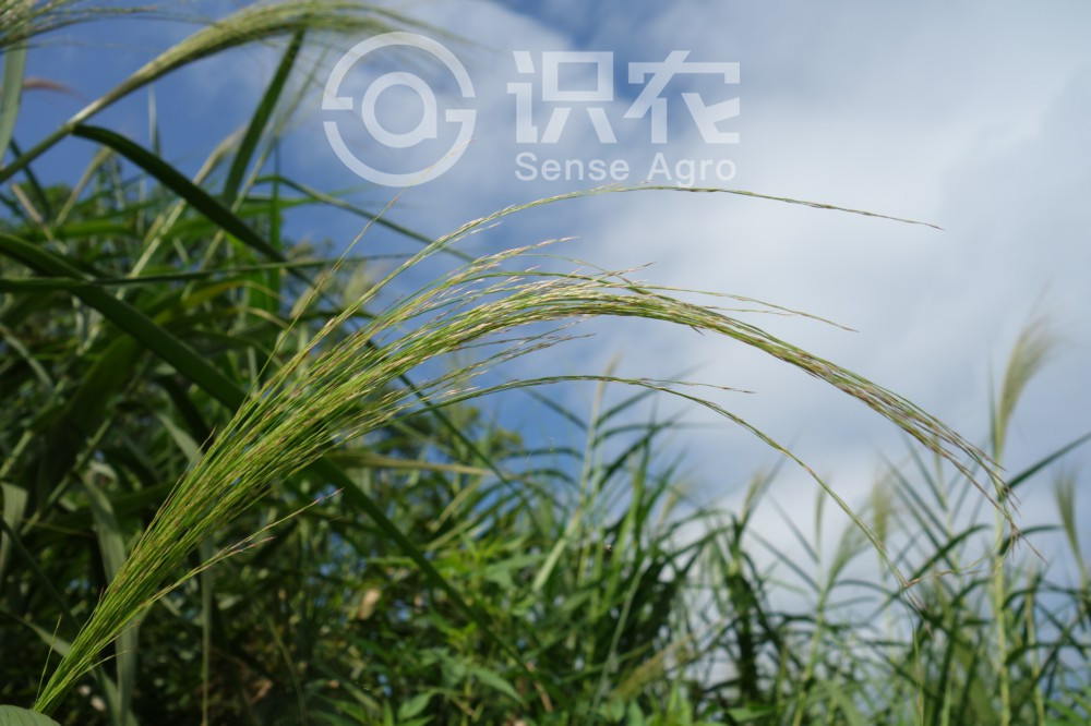柑橘黄叶症状示例3