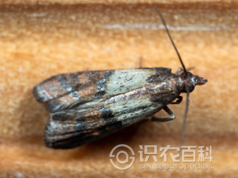 柑橘黄叶症状示例0
