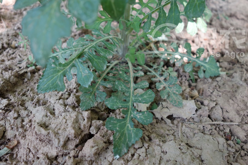 柑橘黄叶症状示例5