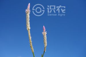 柑橘黄叶症状示例0