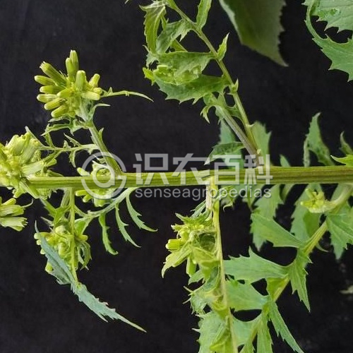 柑橘黄叶症状示例2