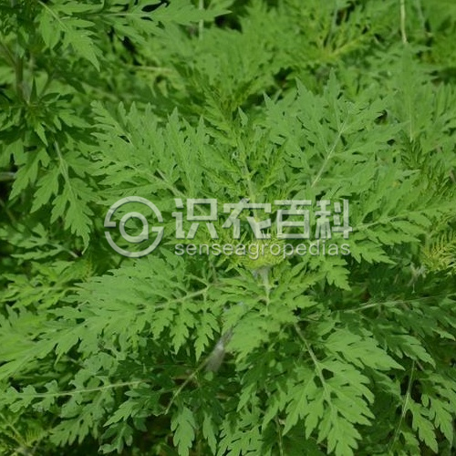 柑橘黄叶症状示例2
