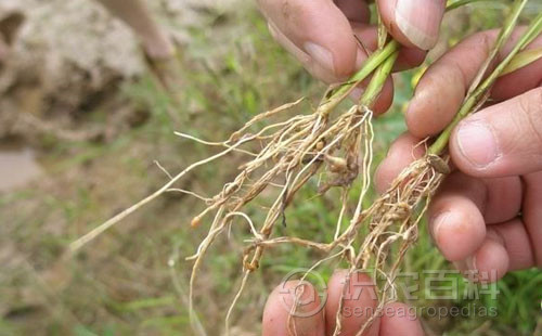 柑橘黄叶症状示例1