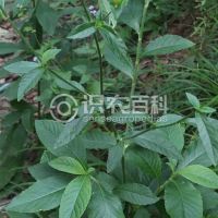 柑橘黄叶症状示例0