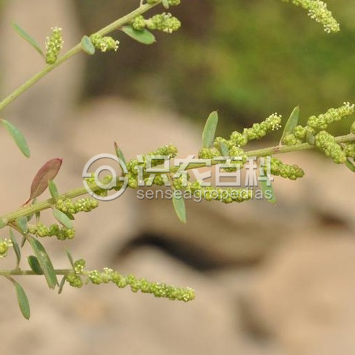 柑橘黄叶症状示例3