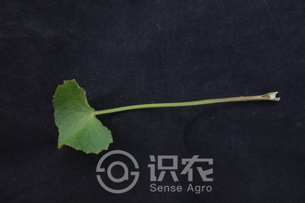 柑橘黄叶症状示例3