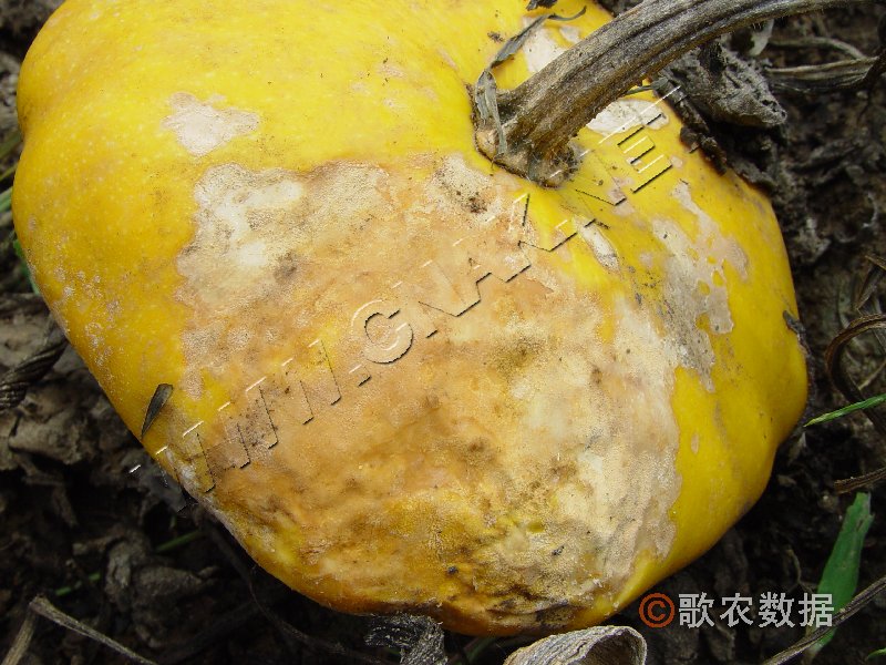 柑橘黄叶症状示例2