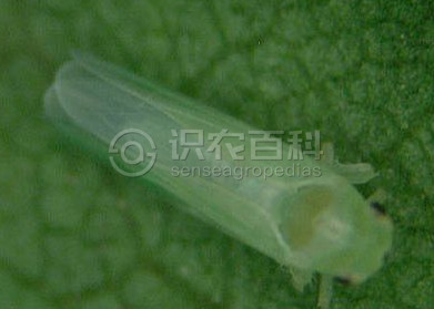 柑橘黄叶症状示例5