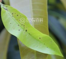 柑橘黄叶症状示例0