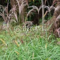 柑橘黄叶症状示例0