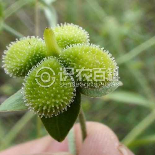 柑橘黄叶症状示例3