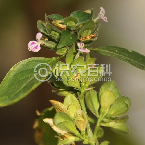 柑橘黄叶症状示例3