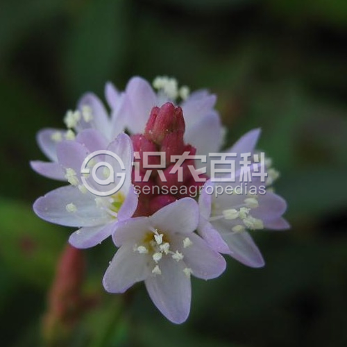 柑橘黄叶症状示例4