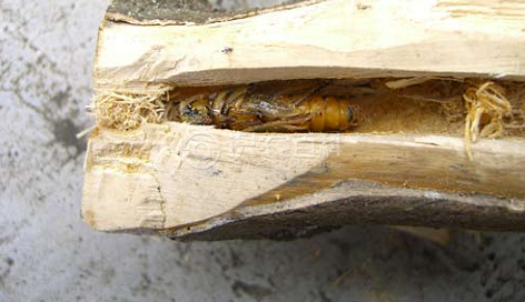 柑橘黄叶症状示例4