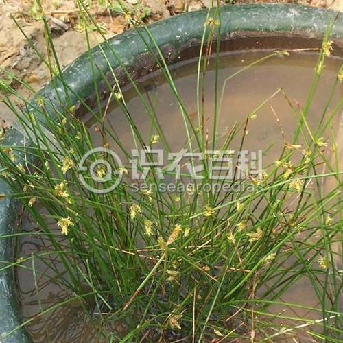 柑橘黄叶症状示例2