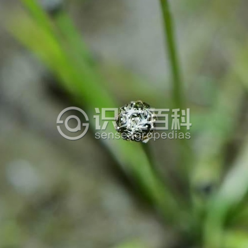 柑橘黄叶症状示例1